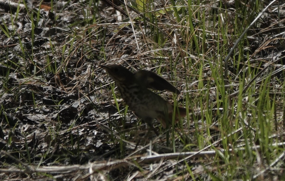 Hermit Thrush - ML634731758