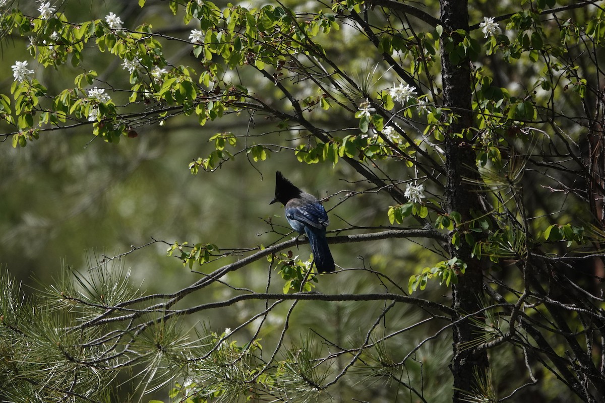 Steller's Jay - ML634731771