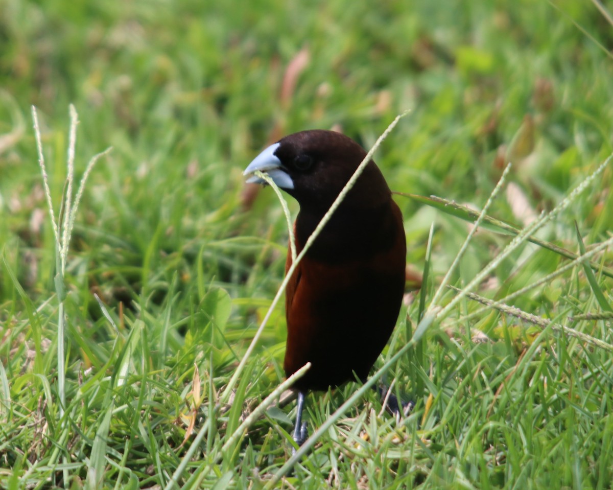 Chestnut Munia - ML634731772