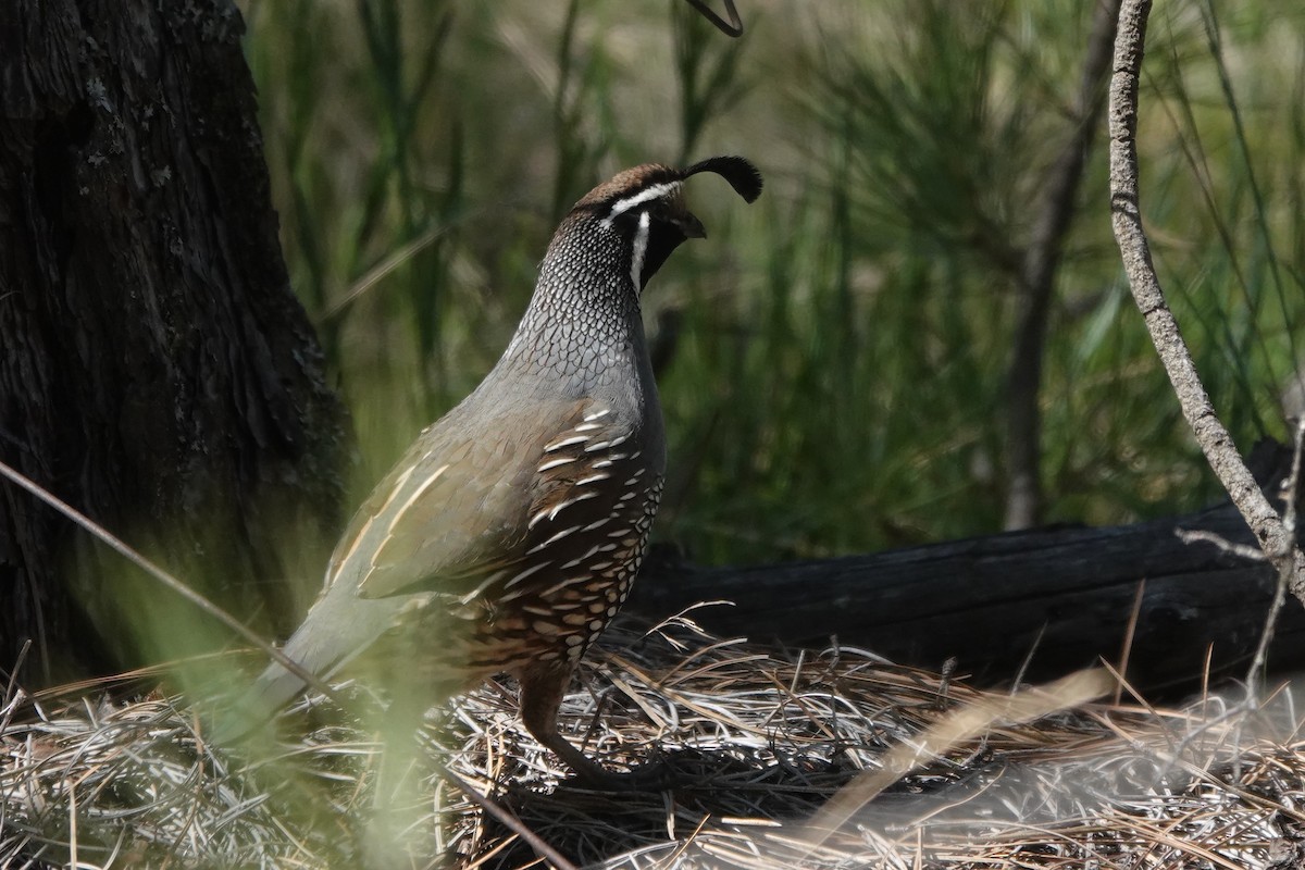 California Quail - ML634731780