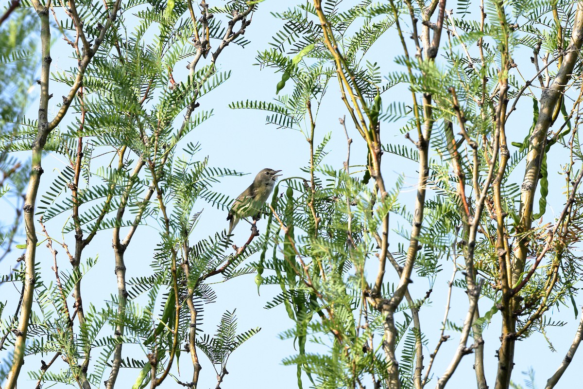 Bell's Vireo - ML634731816
