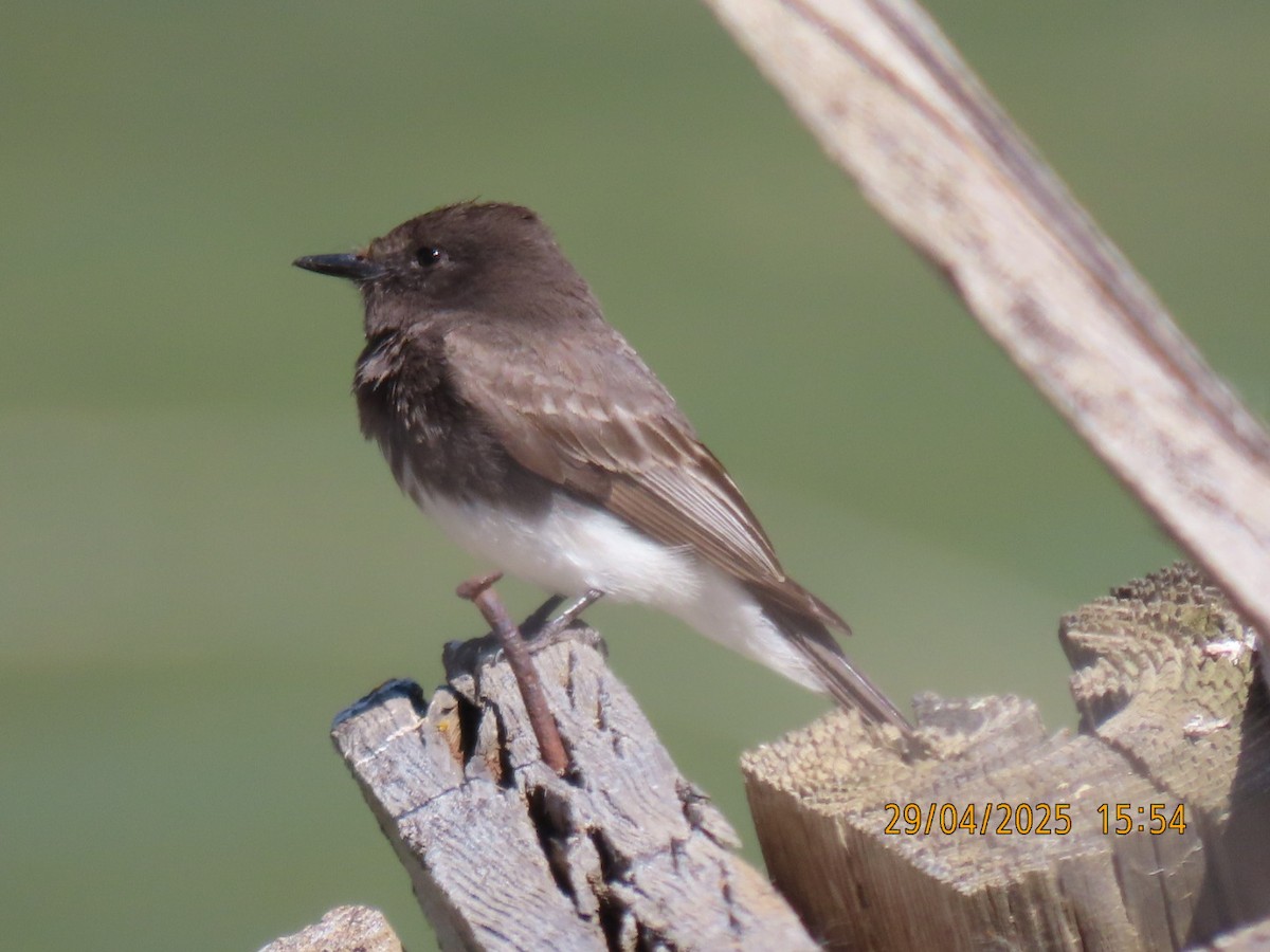Black Phoebe - ML634731835