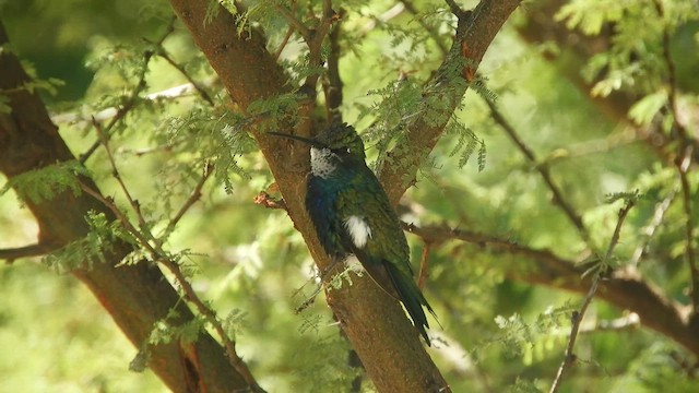 Blue-tufted Starthroat - ML634731841
