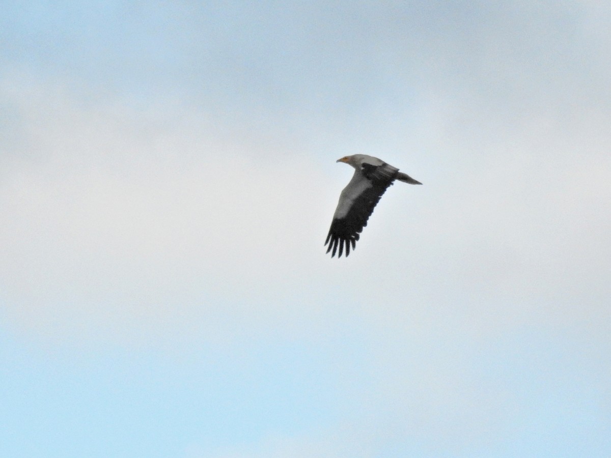 Стерв'ятник білий - ML634731896