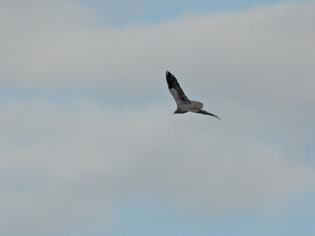 Стерв'ятник білий - ML634731898