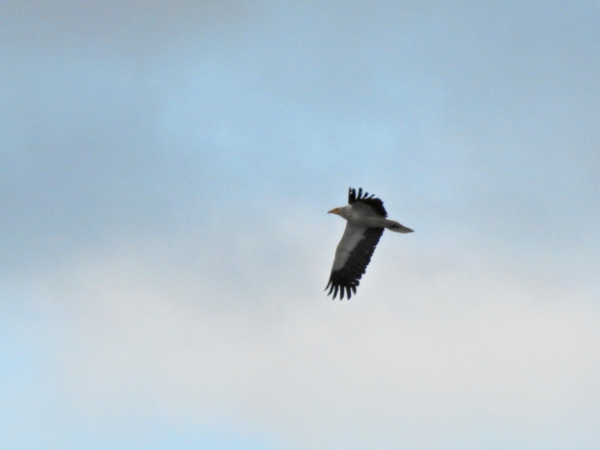 Стерв'ятник білий - ML634731899