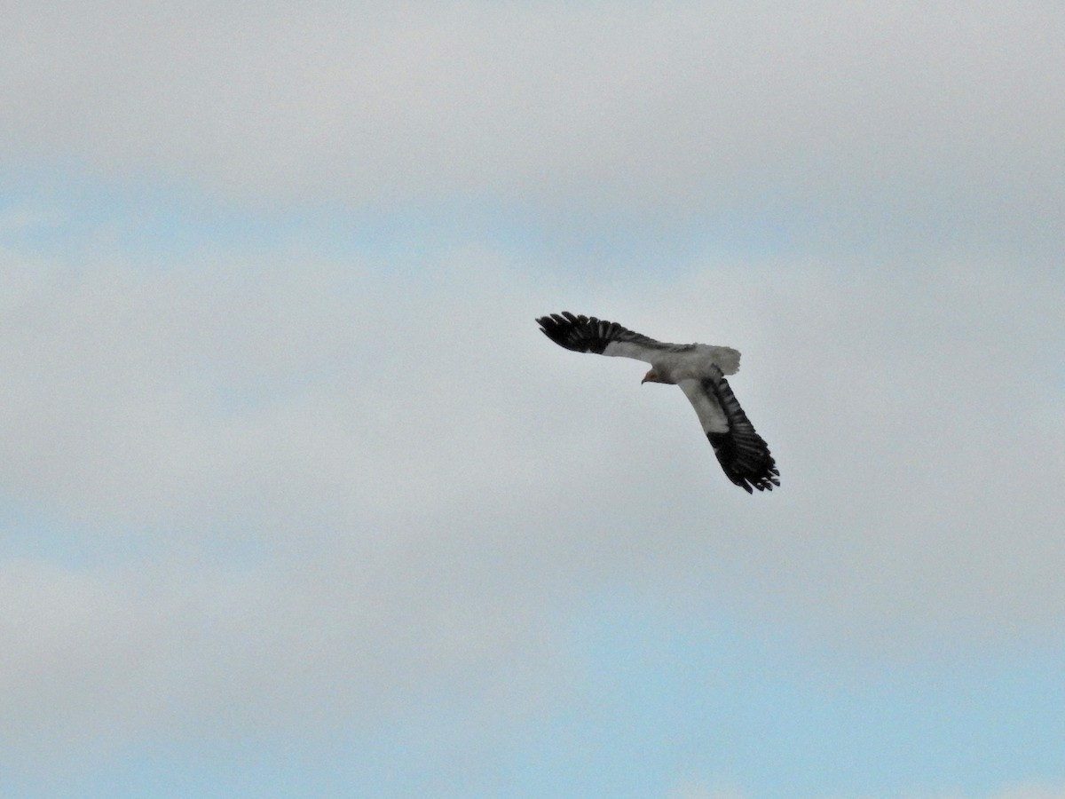 Стерв'ятник білий - ML634731901