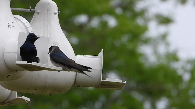 Purple Martin - ML634731921