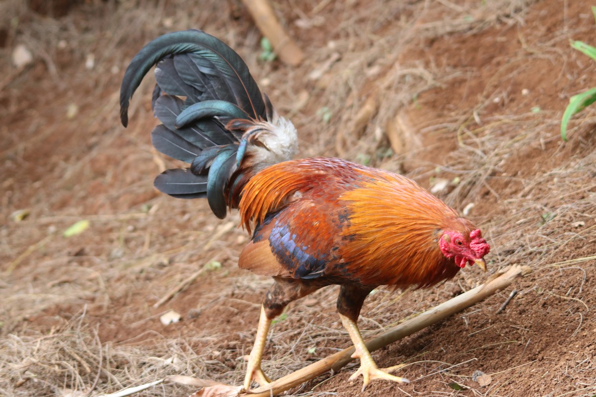 Red Junglefowl (Domestic type) - ML634731946