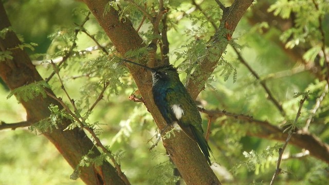 Blue-tufted Starthroat - ML634731947
