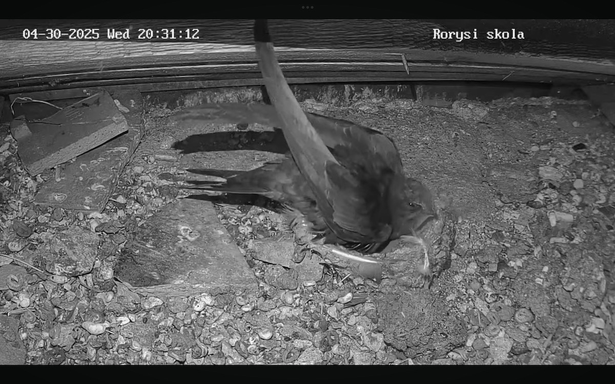 Common Swift - ML634731958