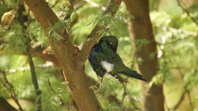 Blue-tufted Starthroat - ML634731967