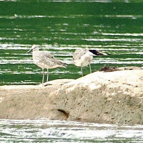 Willet (Western) - ML634731970