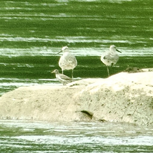 Willet (Western) - ML634731971