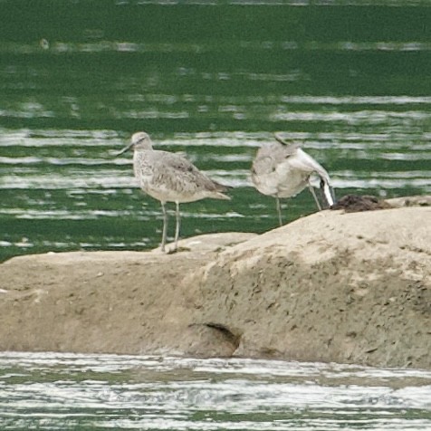 Willet (Western) - ML634731972