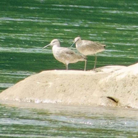 Willet (Western) - ML634731973