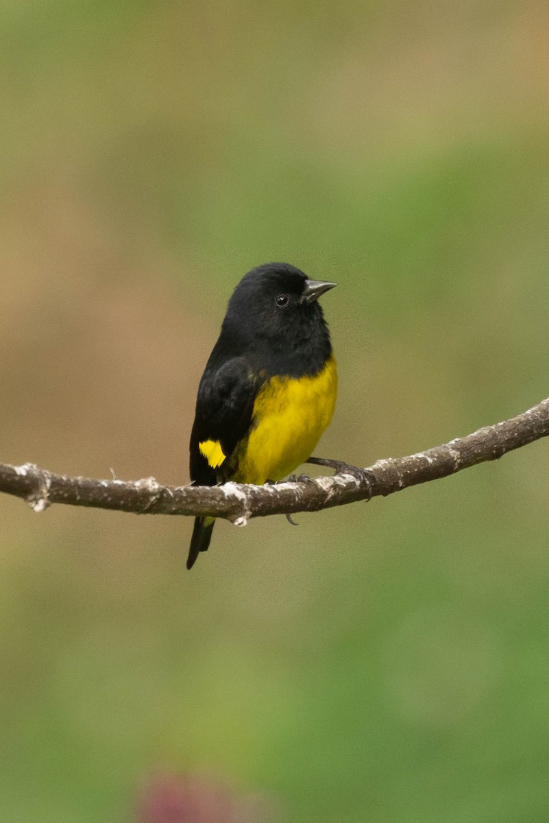 Tarin à ventre jaune - ML634732025