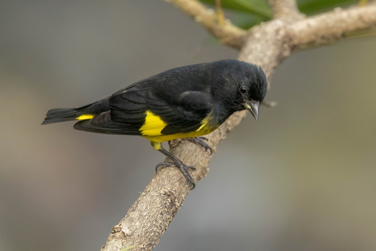 Tarin à ventre jaune - ML634732026