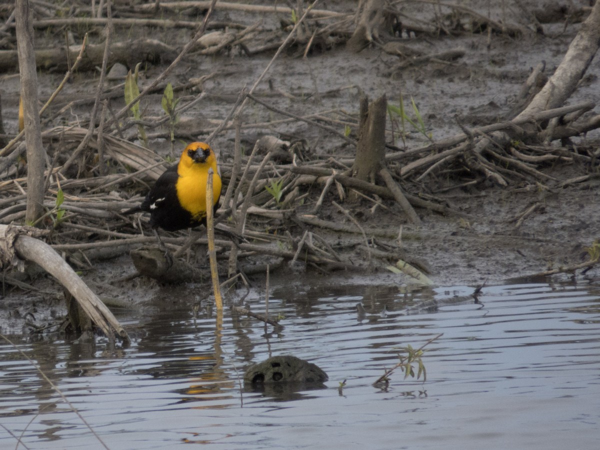 Yellow-headed Blackbird - ML634732097
