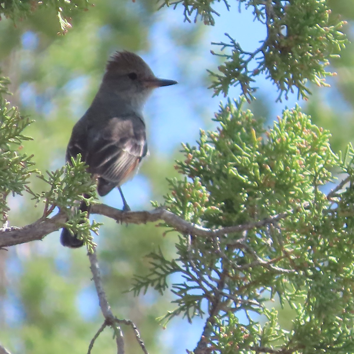 Ash-throated Flycatcher - ML634732142