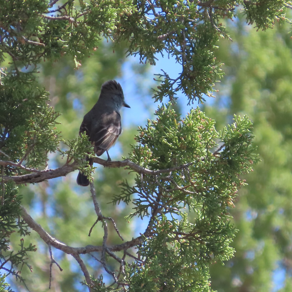 Ash-throated Flycatcher - ML634732143