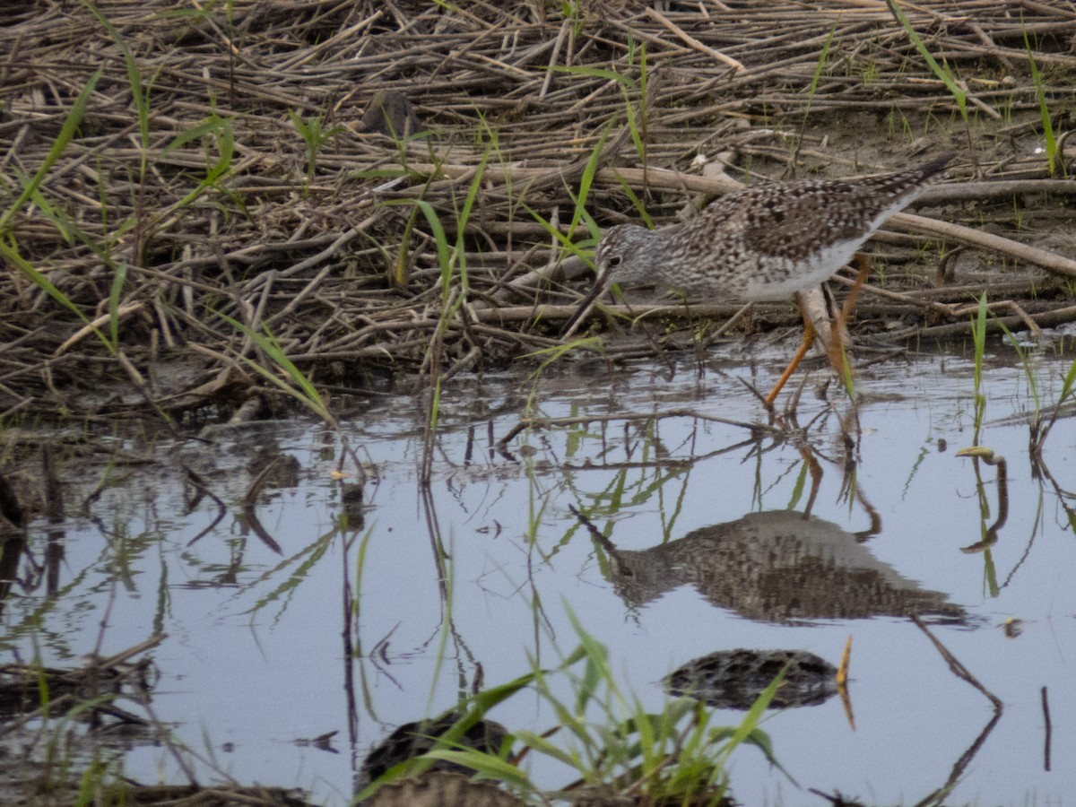 Lesser Yellowlegs - ML634732199