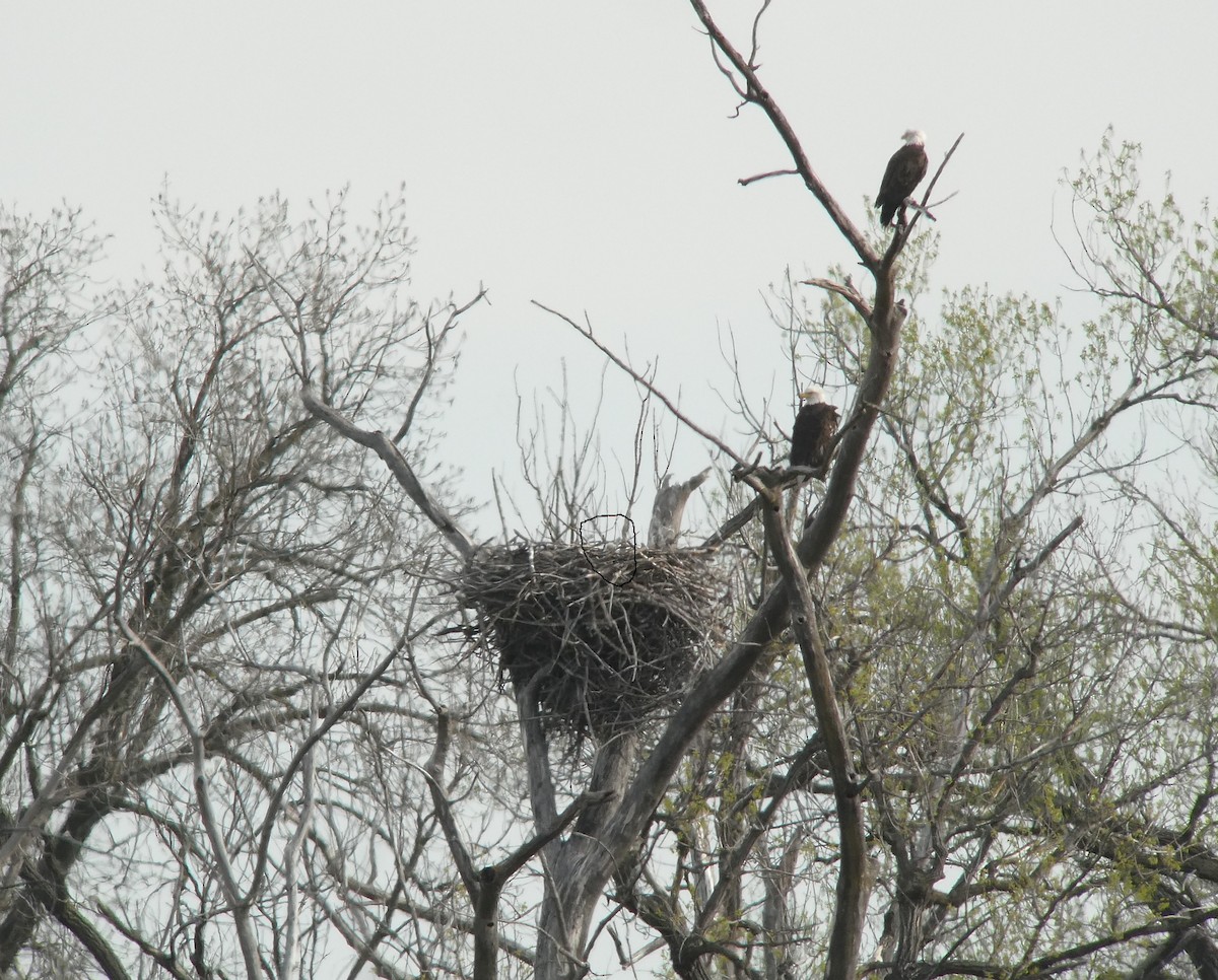 Bald Eagle - ML634732260