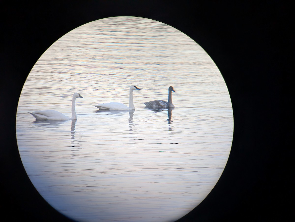 Trumpeter Swan - ML634732307