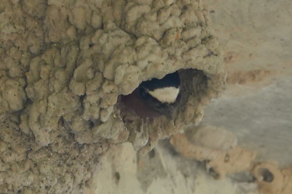 Hirondelle à front blanc - ML634732344