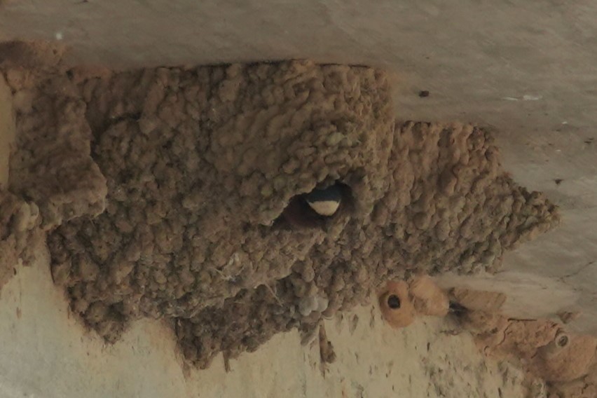 Hirondelle à front blanc - ML634732354