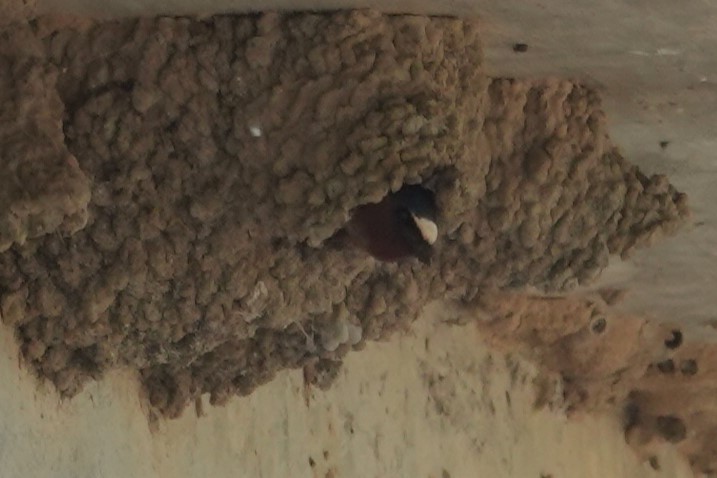 Cliff Swallow - ML634732367