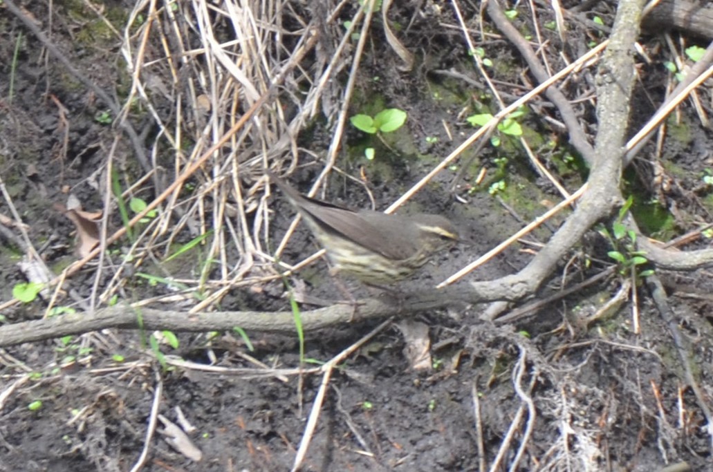 Northern Waterthrush - ML634732401