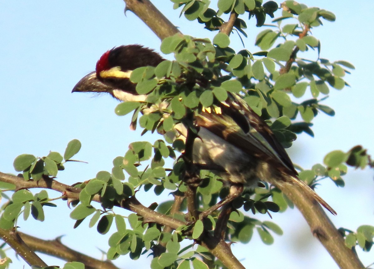Pied Barbet - ML634732508