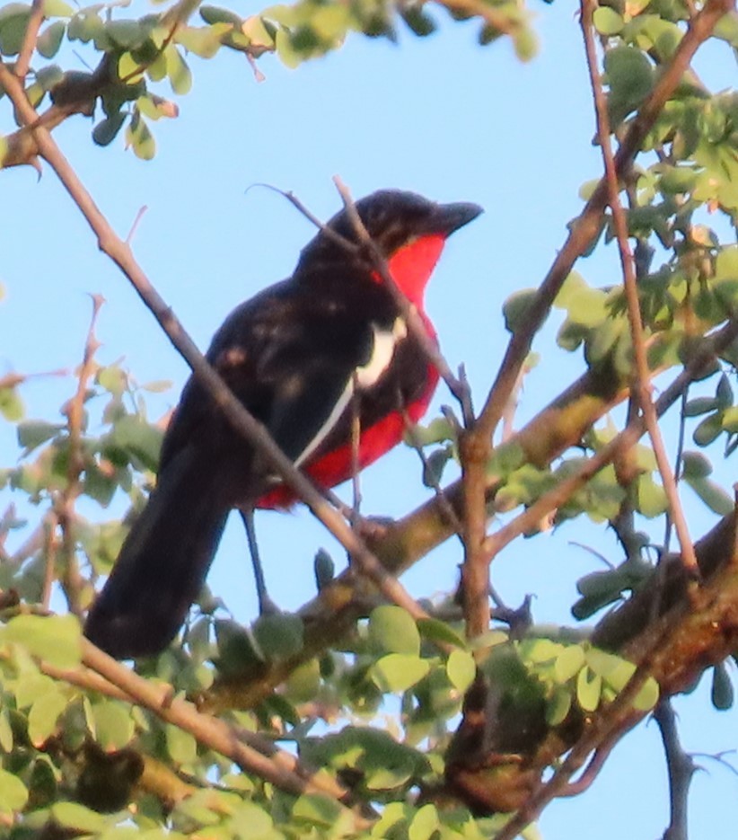 Crimson-breasted Gonolek - ML634732525