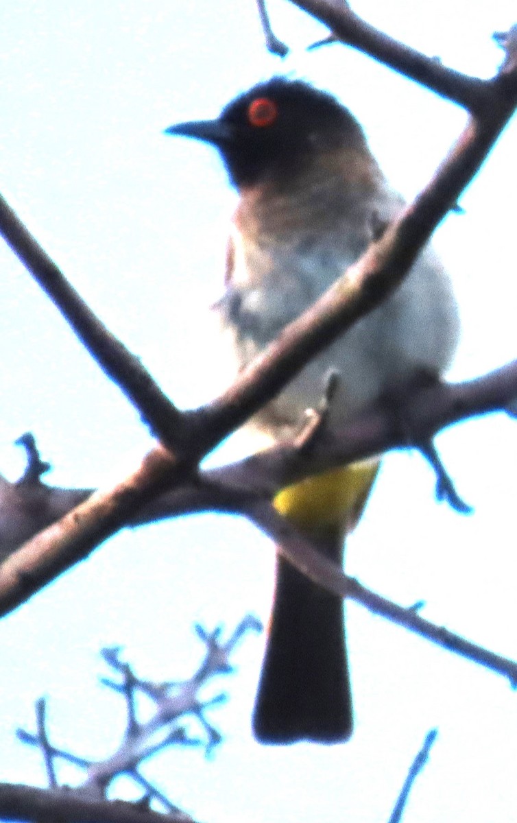 Black-fronted Bulbul - ML634732560