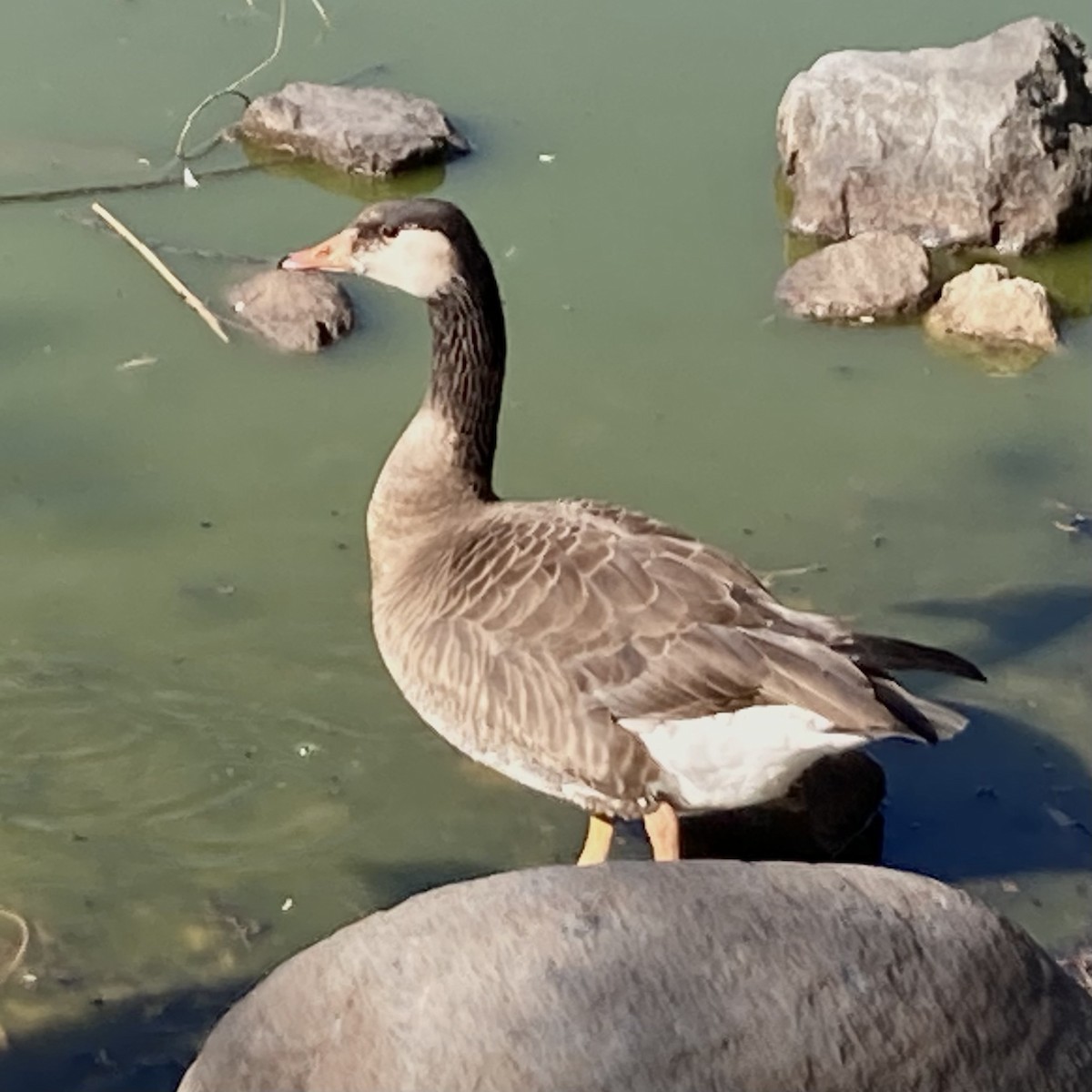 Domestic goose sp. x Canada Goose (hybrid) - ML634732576