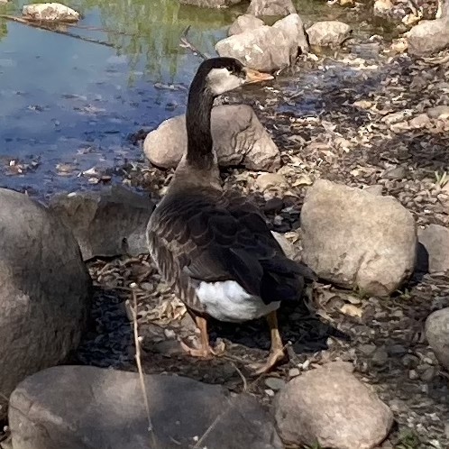 Domestic goose sp. x Canada Goose (hybrid) - ML634732584