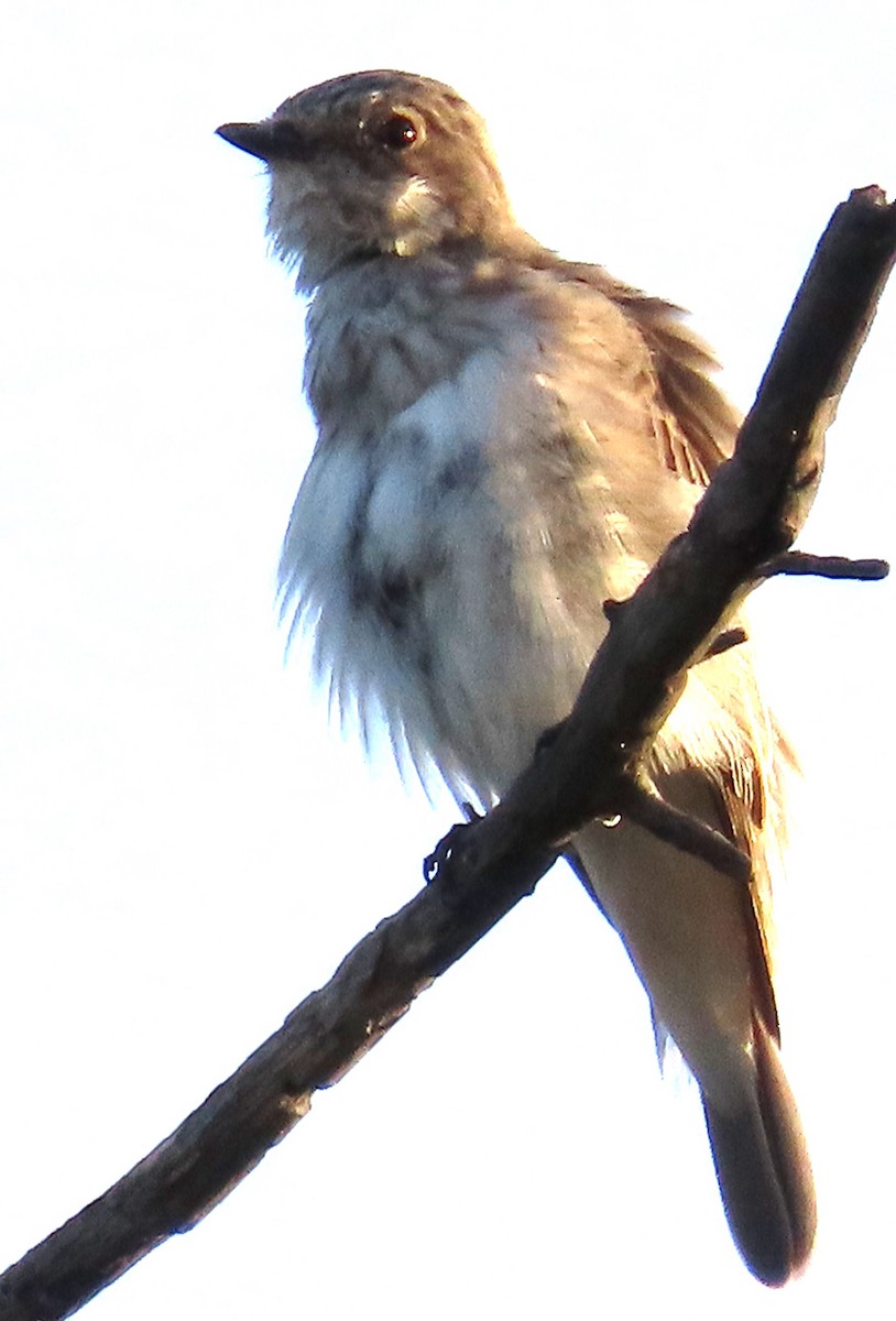 Бөртөт намнаахай - ML634732591