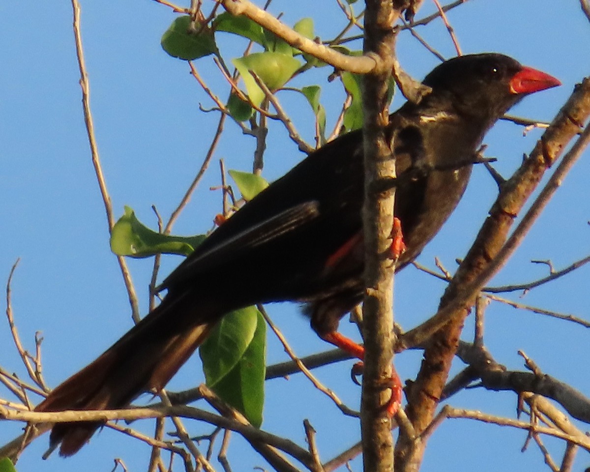 Red-billed Buffalo-Weaver - ML634732607