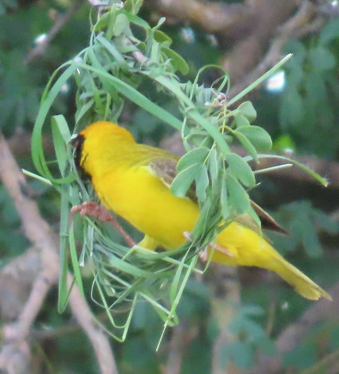 Southern Masked-Weaver - ML634732639