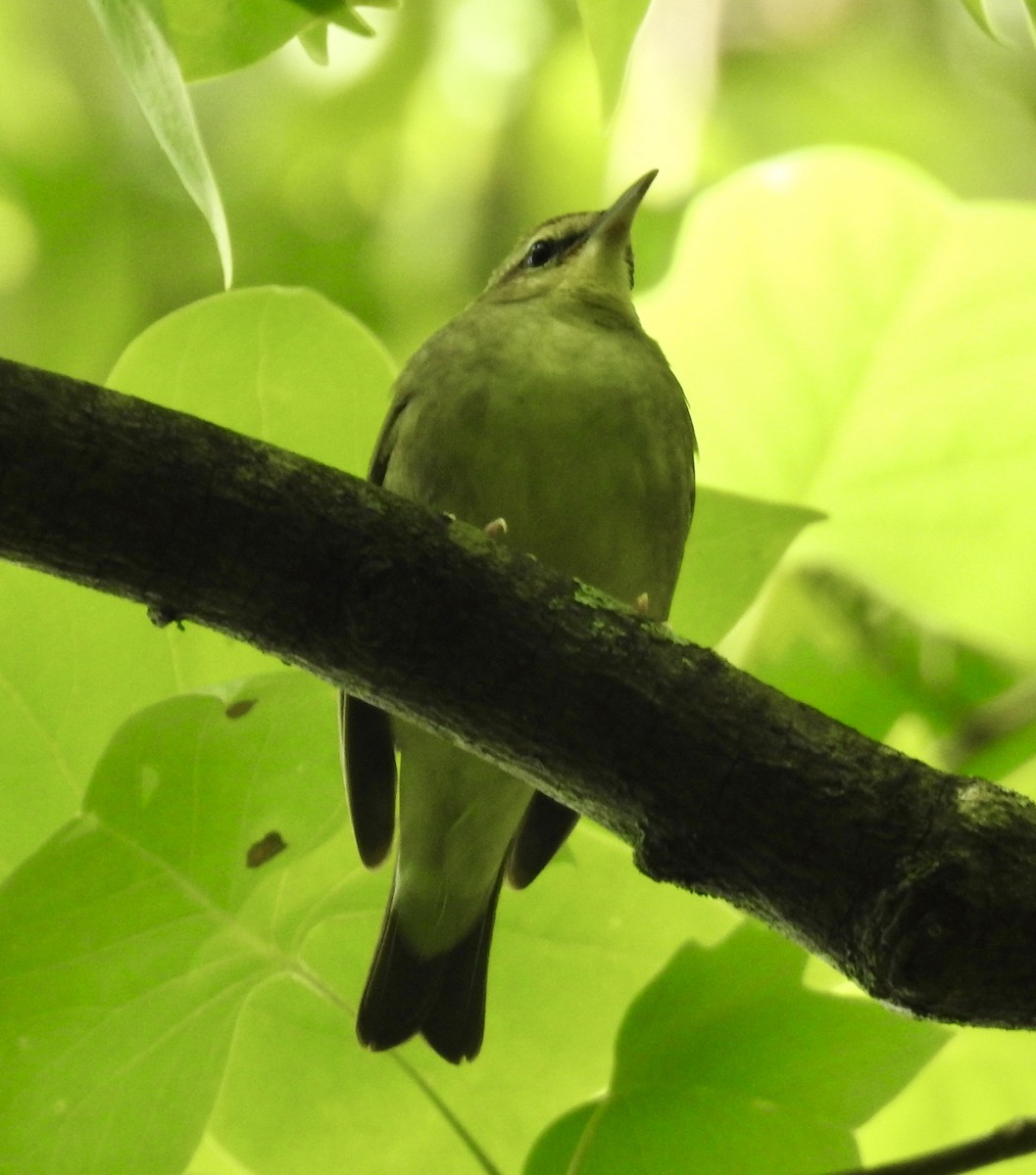 Swainson's Warbler - ML634732657