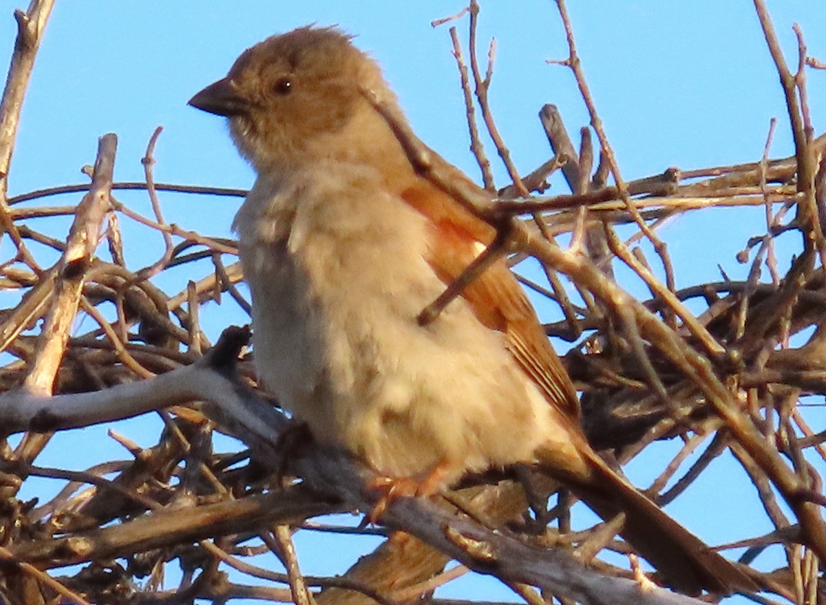 Southern Gray-headed Sparrow - ML634732659