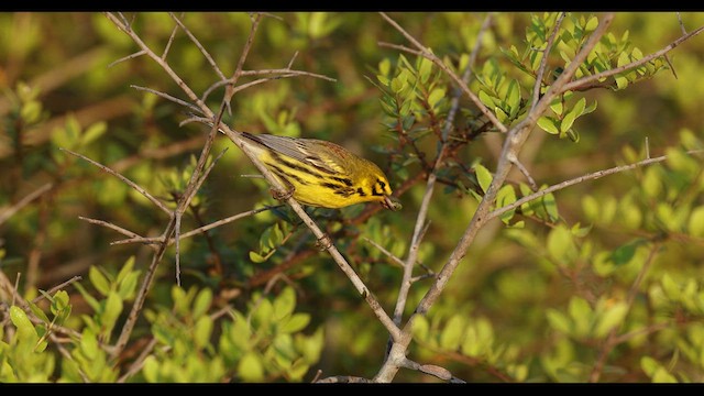 Prairie Warbler - ML634732719