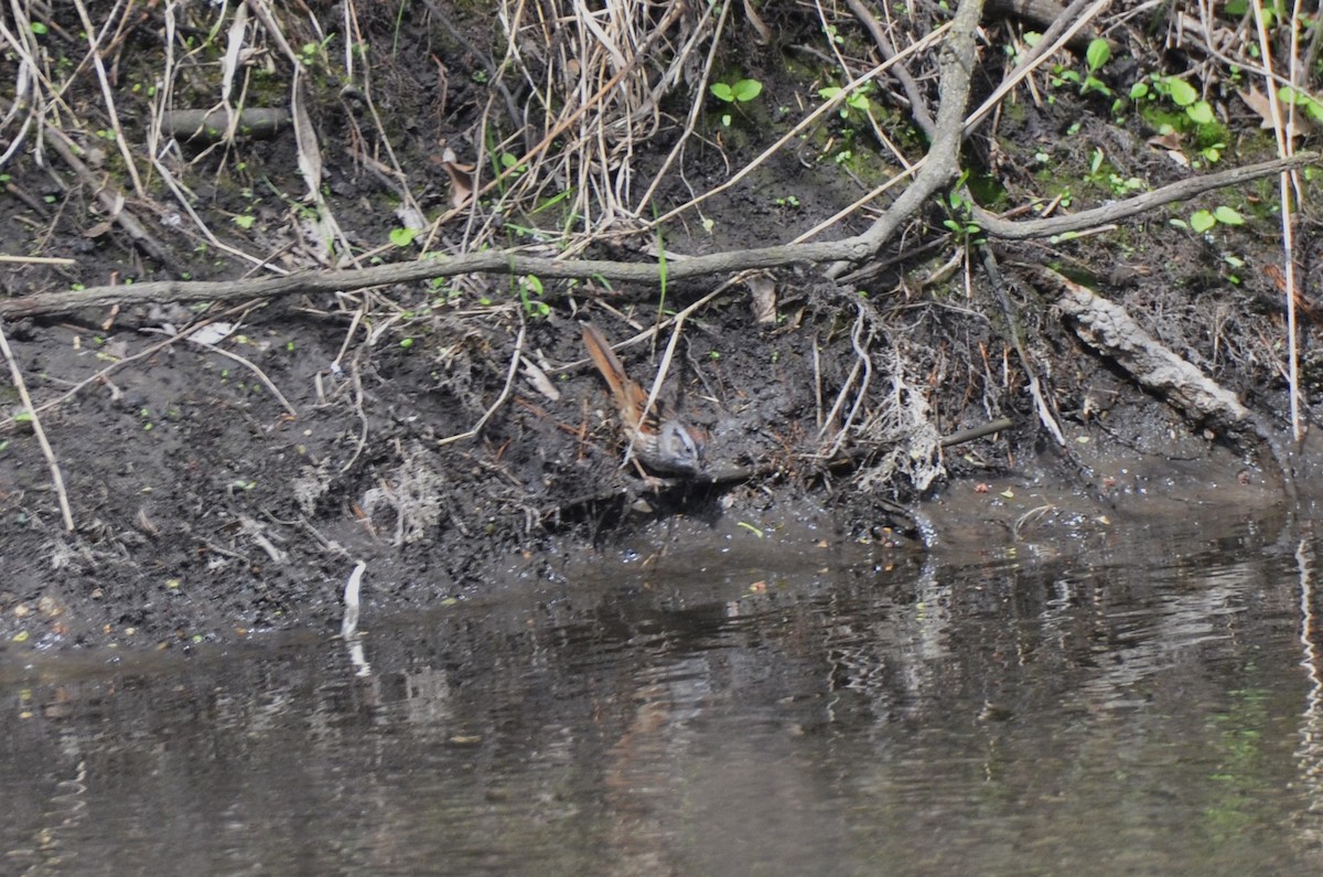 Swamp Sparrow - ML634732746