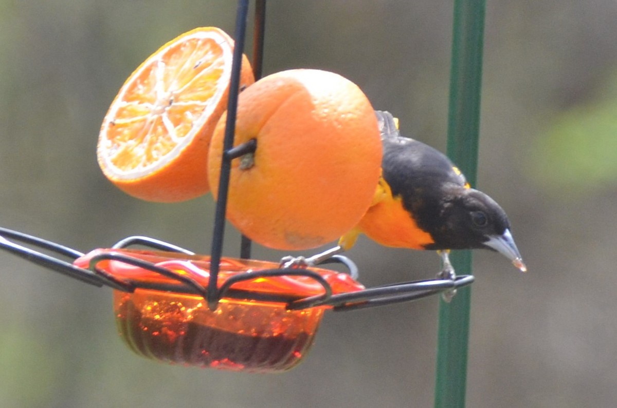 Baltimore Oriole - ML634732776