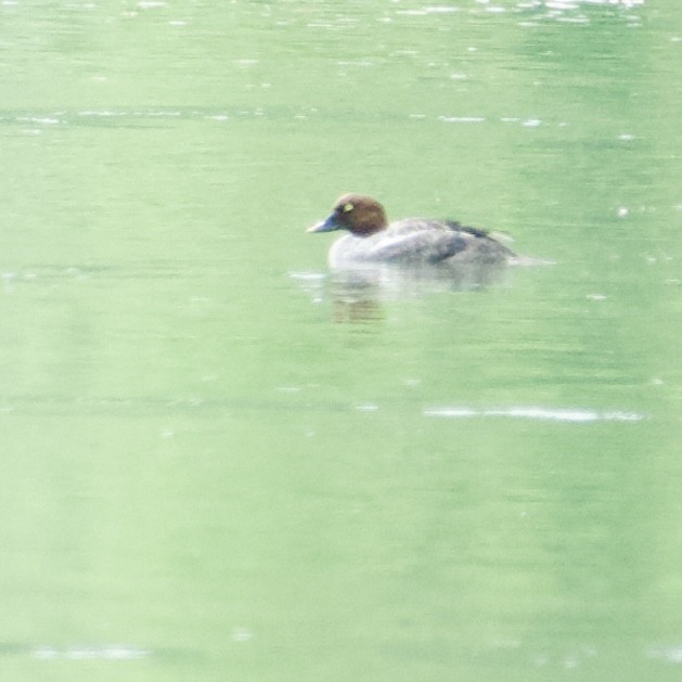 Common Goldeneye - ML634732857
