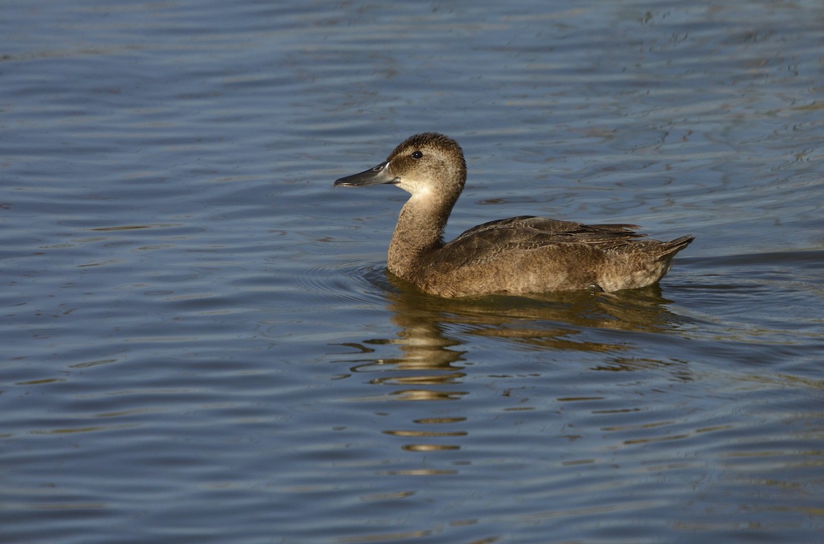 Black-headed Duck - ML634732959