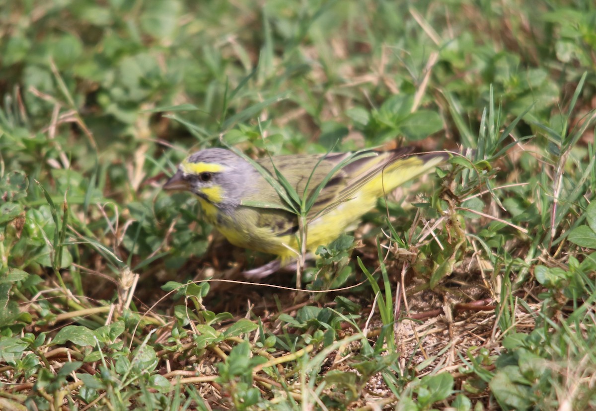 Yellow-fronted Canary - ML634732966