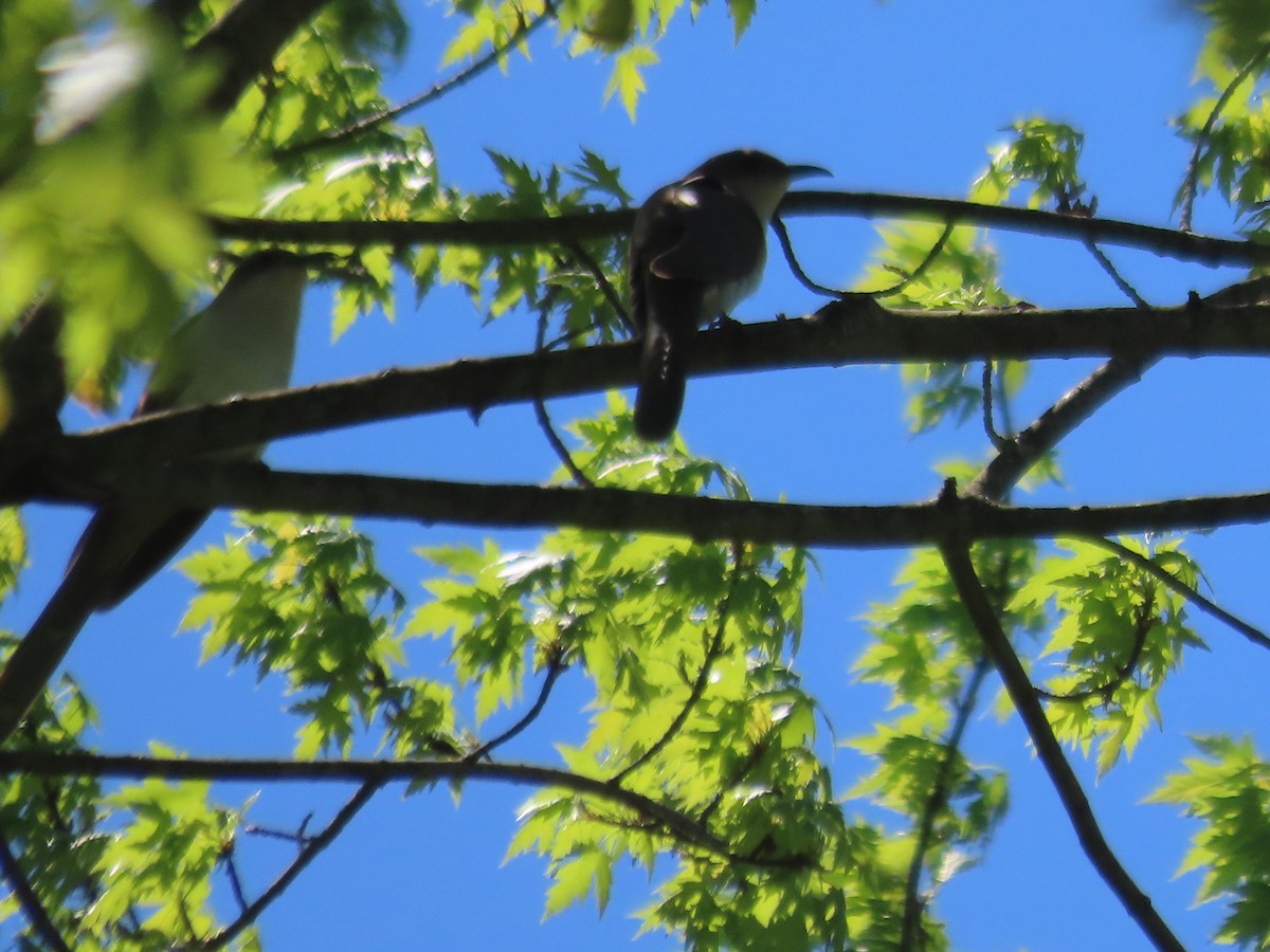 Black-billed Cuckoo - ML634733025