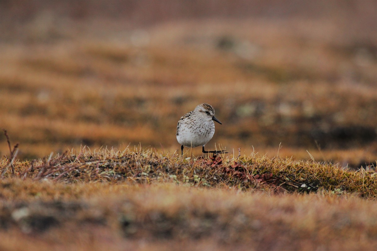 Semipalmated Sandpiper - ML634733216